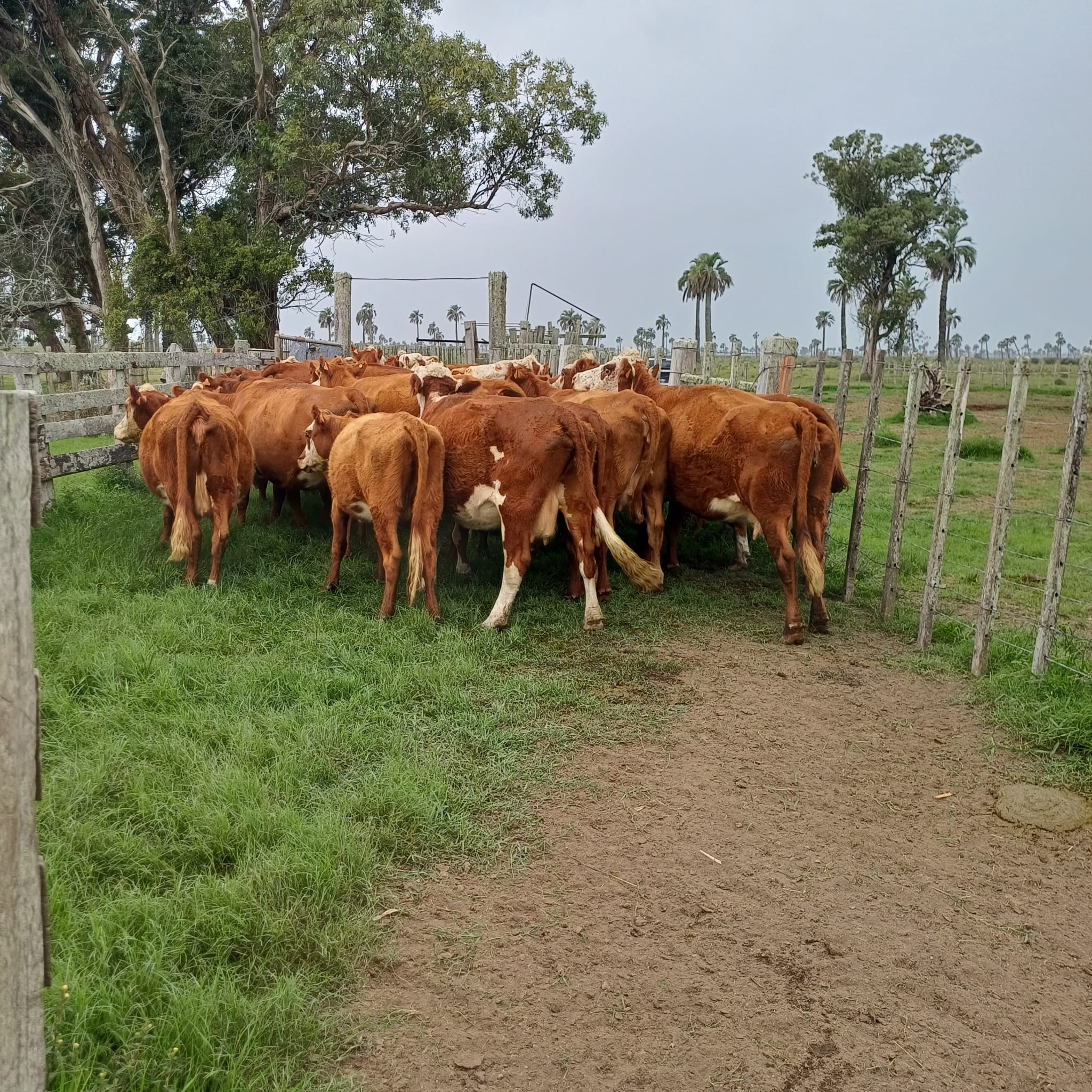 Foto del lote